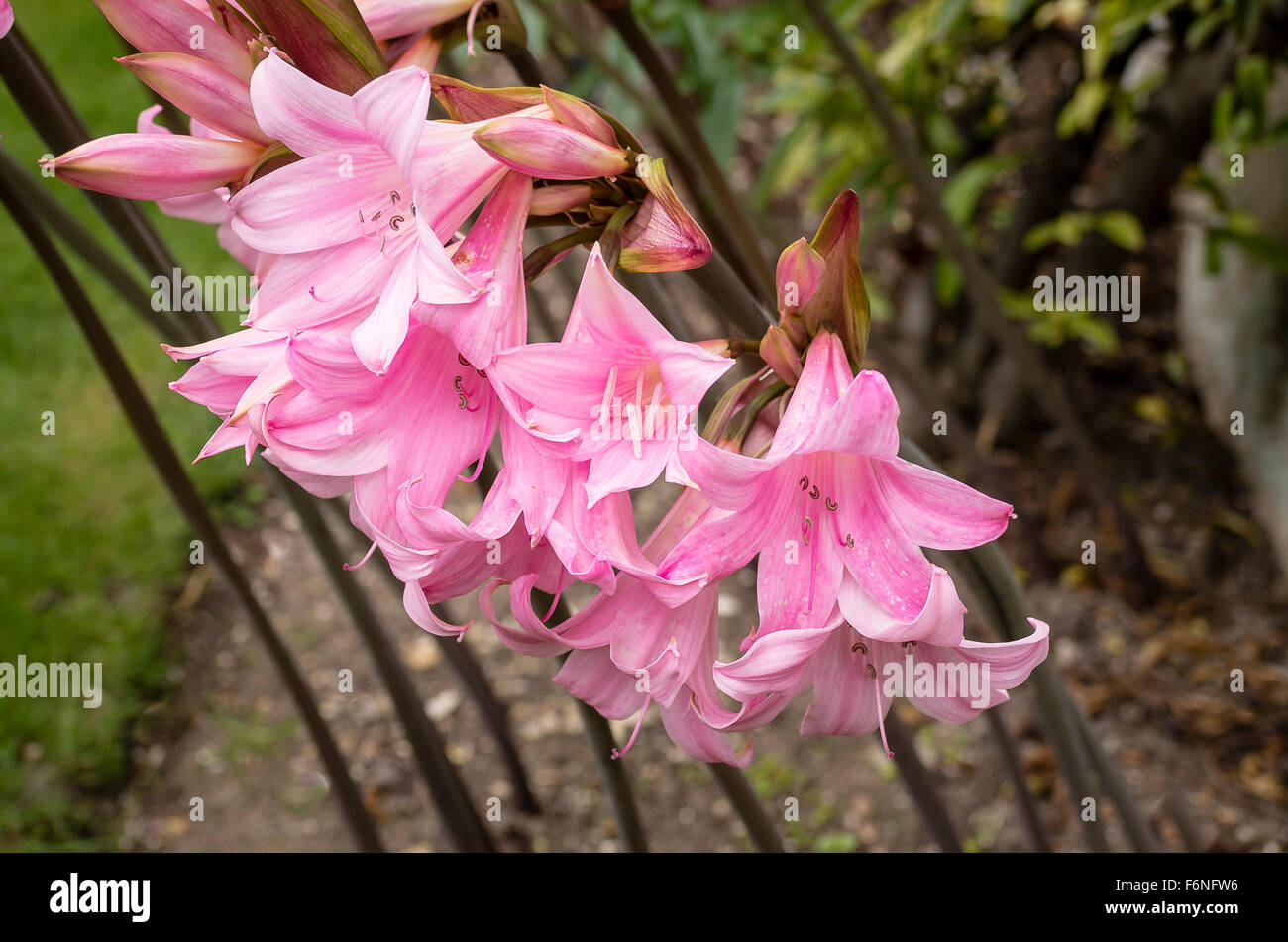 Pink amaryllis belladonna flowers in autumn Stock Photo