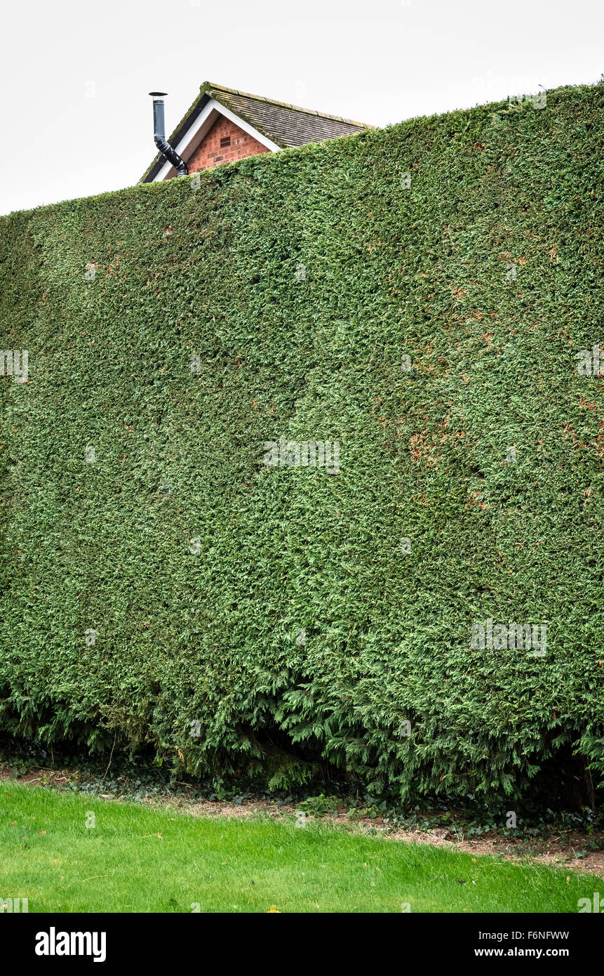 Neatly trimmed Leylandii evergreen boundary hedge predominantly obscuring neighbouring property Stock Photo
