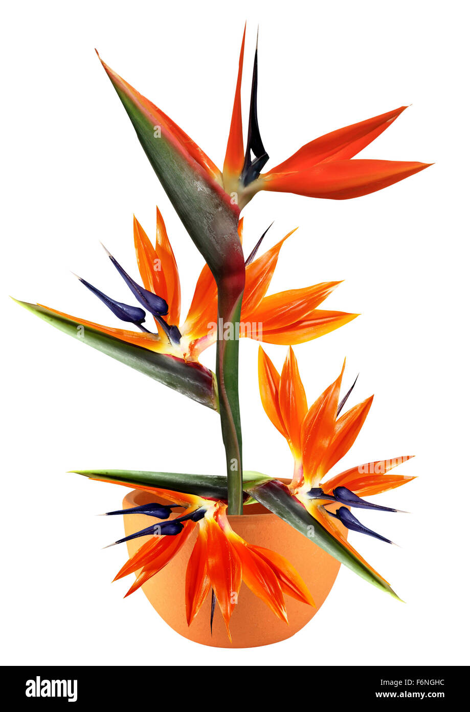 Bird Of Paradise Flower Arrangement - Birds Of Paradise In Seattle Wa Hansen S Florist | Frances