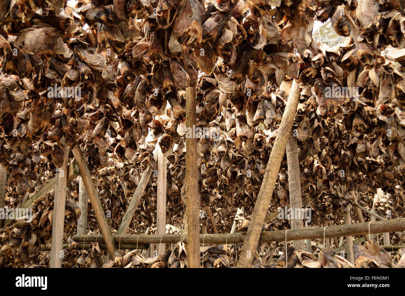 Stockfish harvest hi-res stock photography and images - Alamy