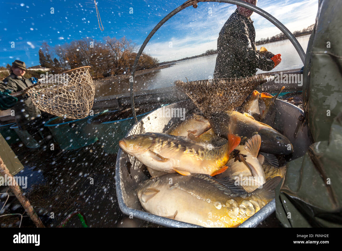 Fisherman catches carps, Traditional harvesting of Czech carp for Christmas market Pond Bosilec. South Bohemia, Czech Republic Stock Photo