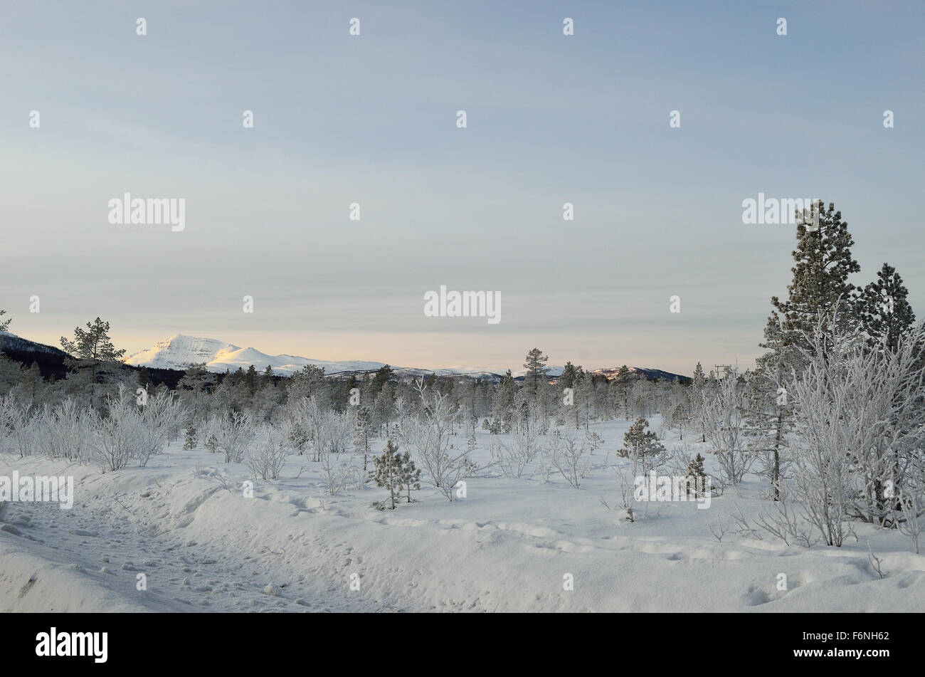 Thick ice cover trees and plants after extreme cold with blue sky and ...