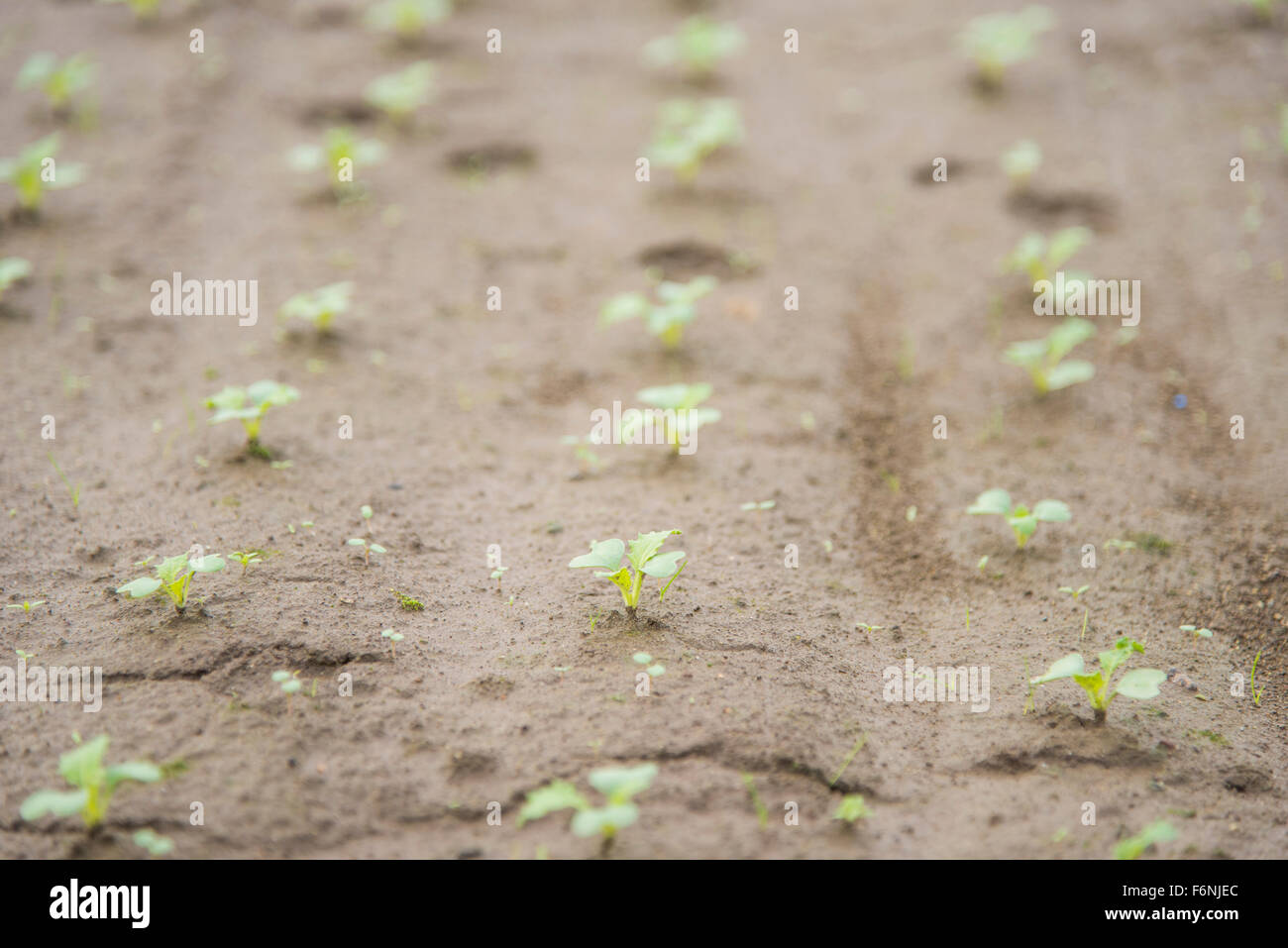 Turnip field,Kashiwa city,Chiba Prefecture,Japan Stock Photo