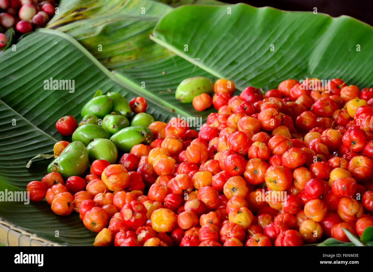 Barbados cherry fruits sale at market in Thailnad Stock Photo Alamy