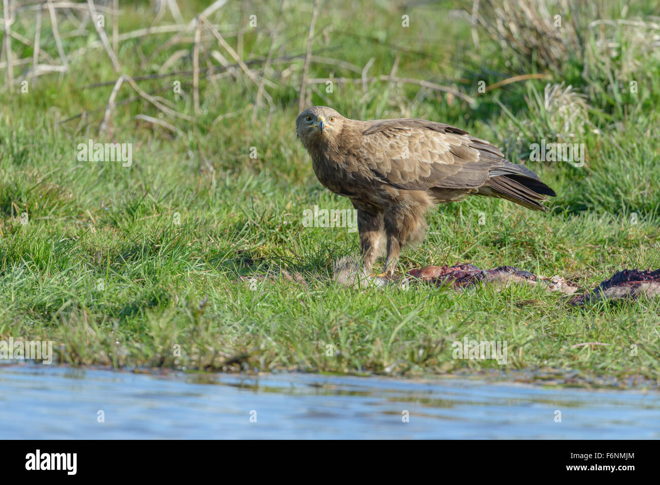 Maennlicher Schreiadler, Aquila pomarina, Male Lesser Spotted Eagle ...