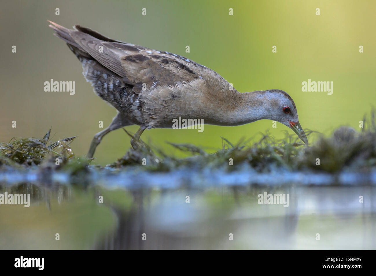 Little Crake (Porzana parva), male, running, aquatic plants, Kiskunság National Park, Hungary Stock Photo