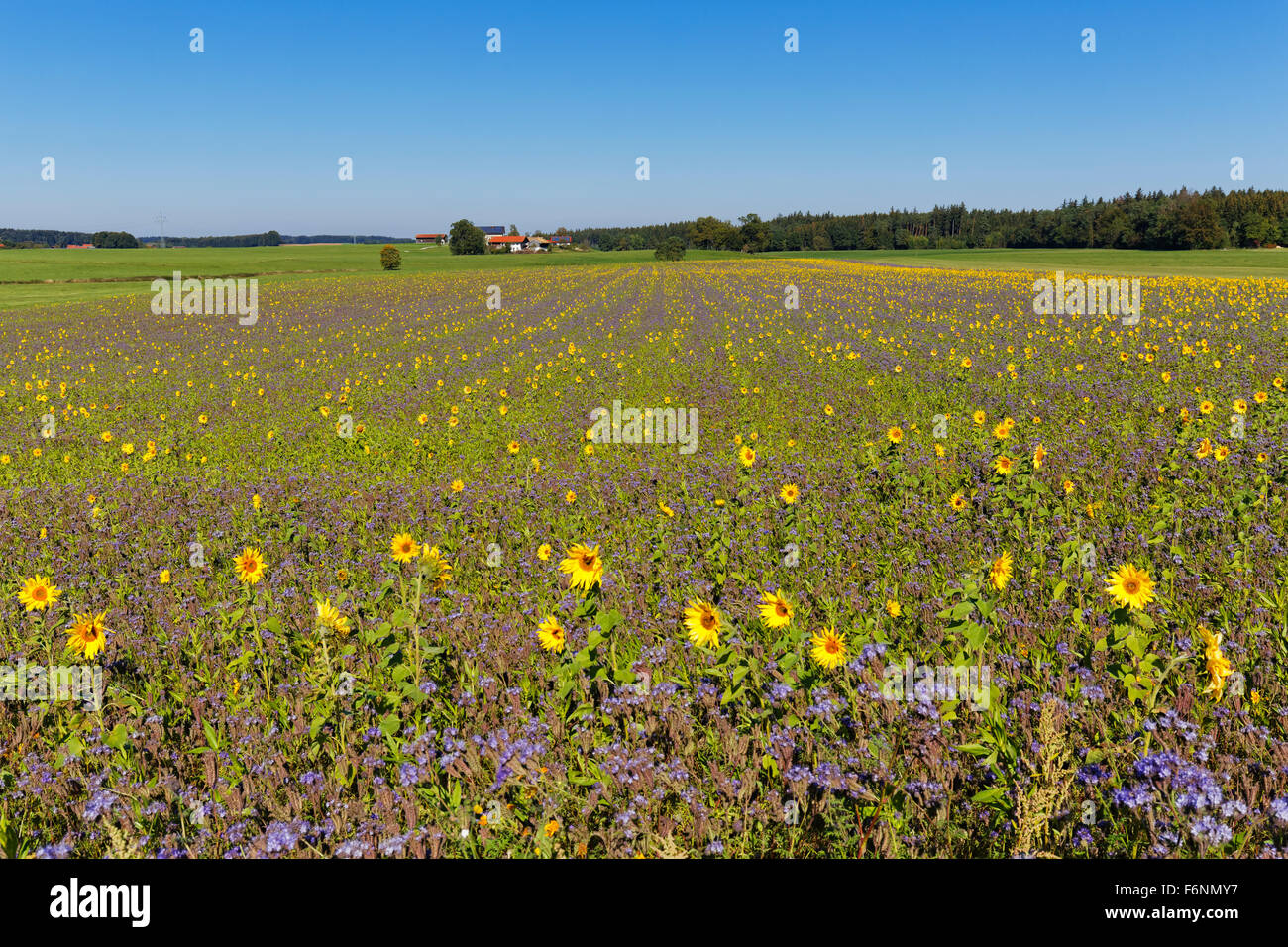 Field of sunflowers (Helianthus) and lacy phacelia (Phacelia tanacetifolia), Palling, Rupertiwinkel, Upper Bavaria, Bavaria Stock Photo