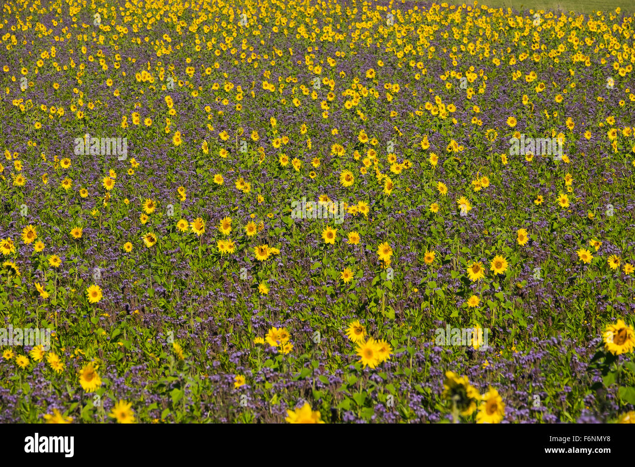 Field of sunflowers (Helianthus) and lacy phacelia (Phacelia tanacetifolia), Palling, Rupertiwinkel, Upper Bavaria, Bavaria Stock Photo