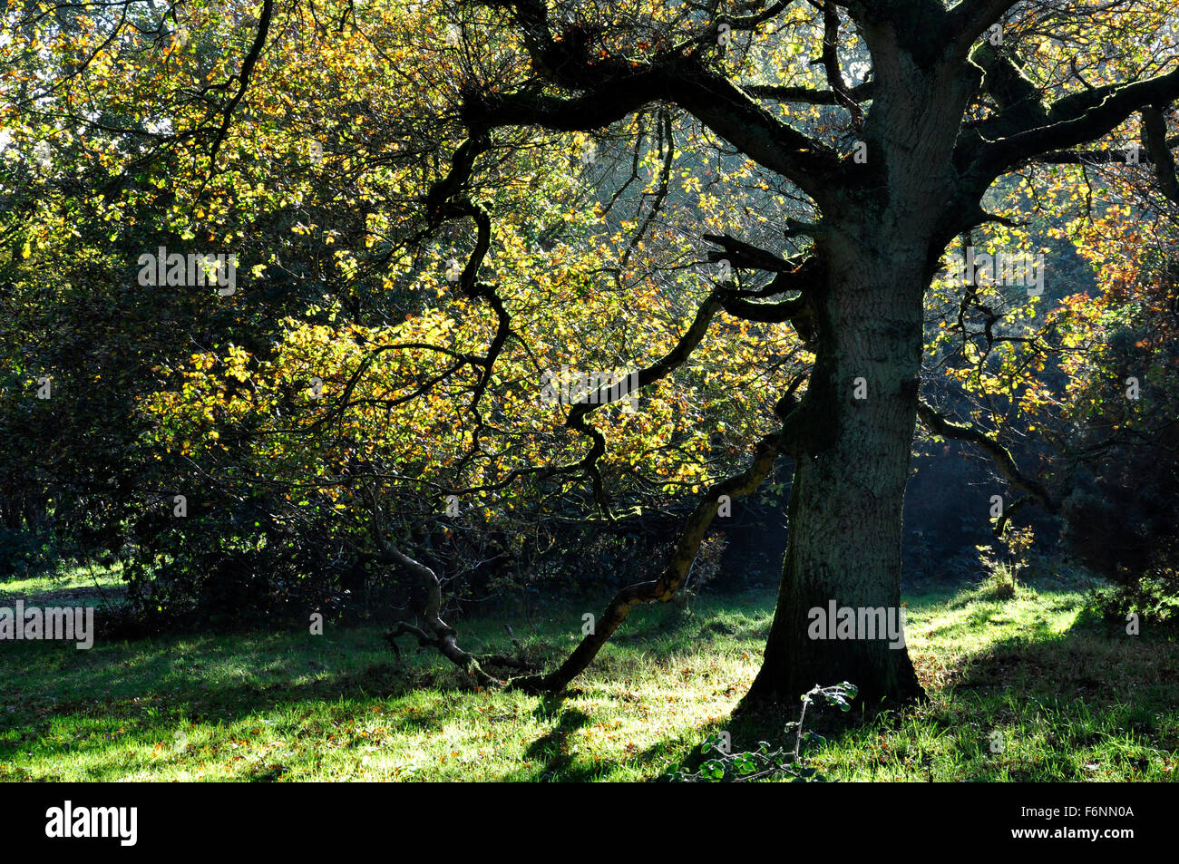 A clearing in the forest - autumn colours in an oak tree canopy - shot against the light - sunlight and shadows - contrasts Stock Photo