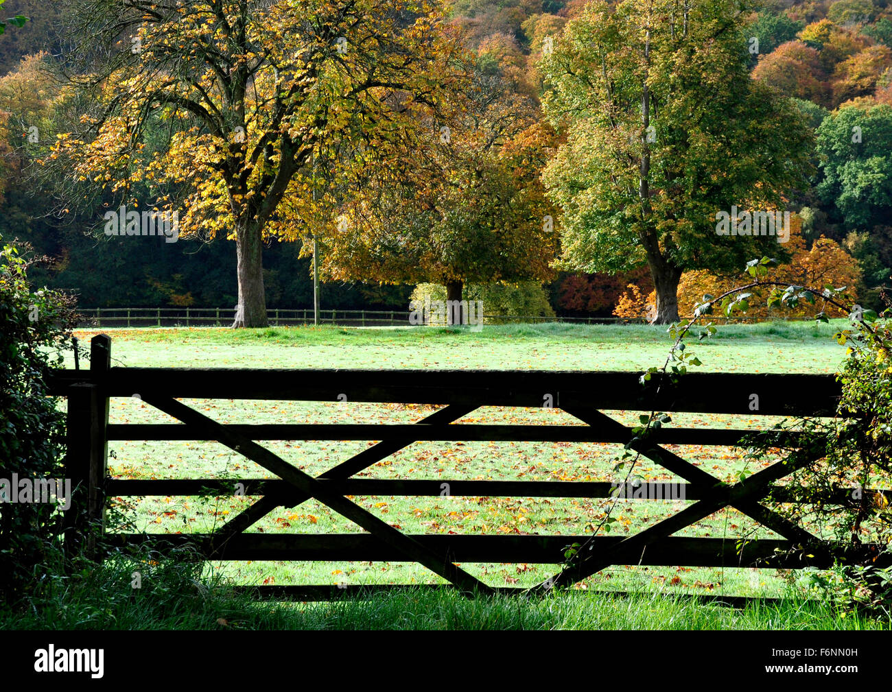 Bucks - Chiltern Hills - view over field gate - across meadow to autumn trees - russet - brown - green - sunlight and shadows - Stock Photo