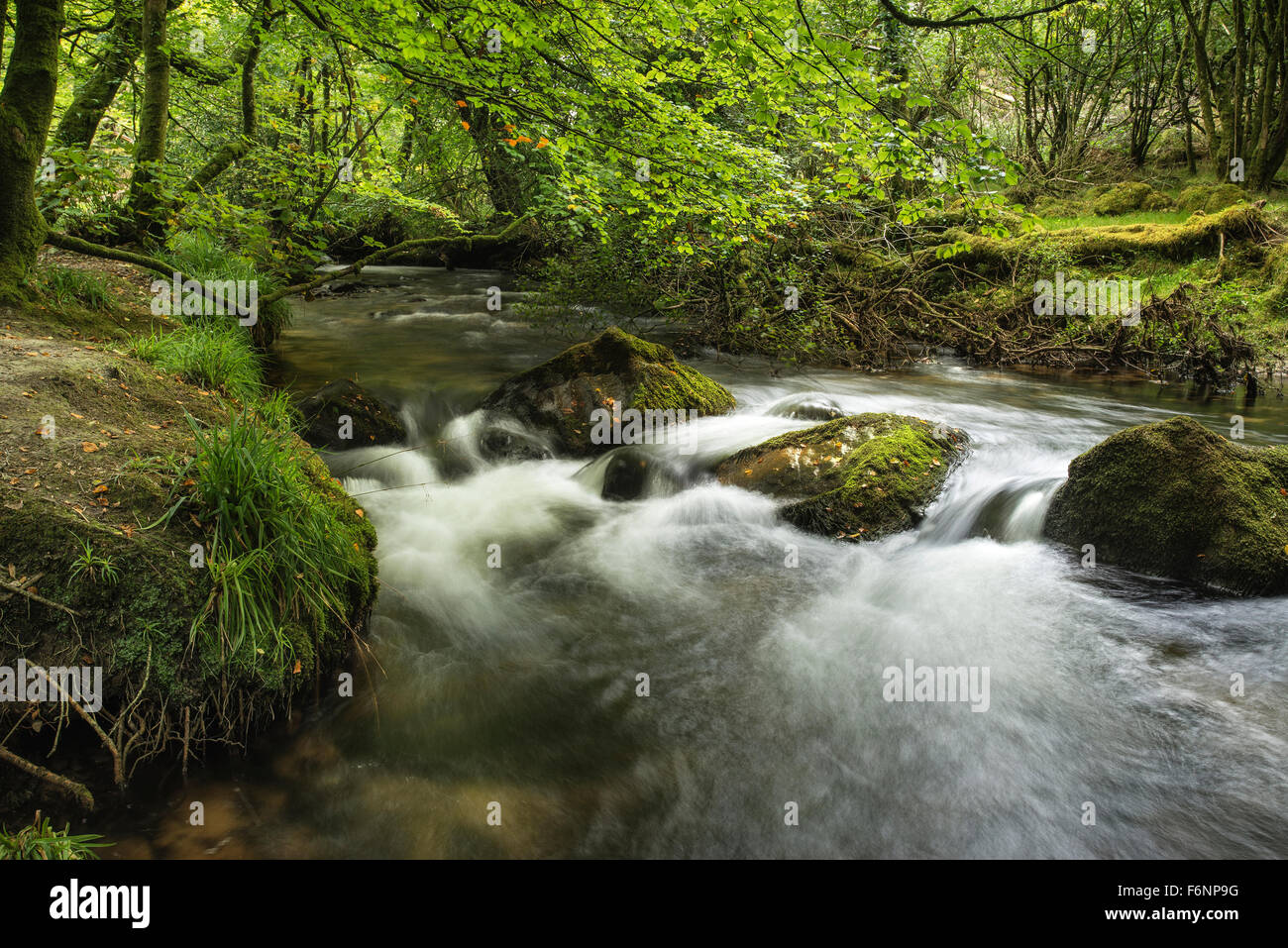Landscape iamge of river flowing through lush green forest in Summer ...