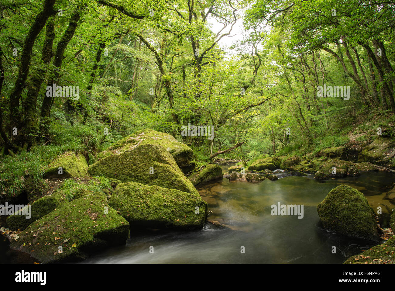 Lush green forest hi-res stock photography and images - Alamy