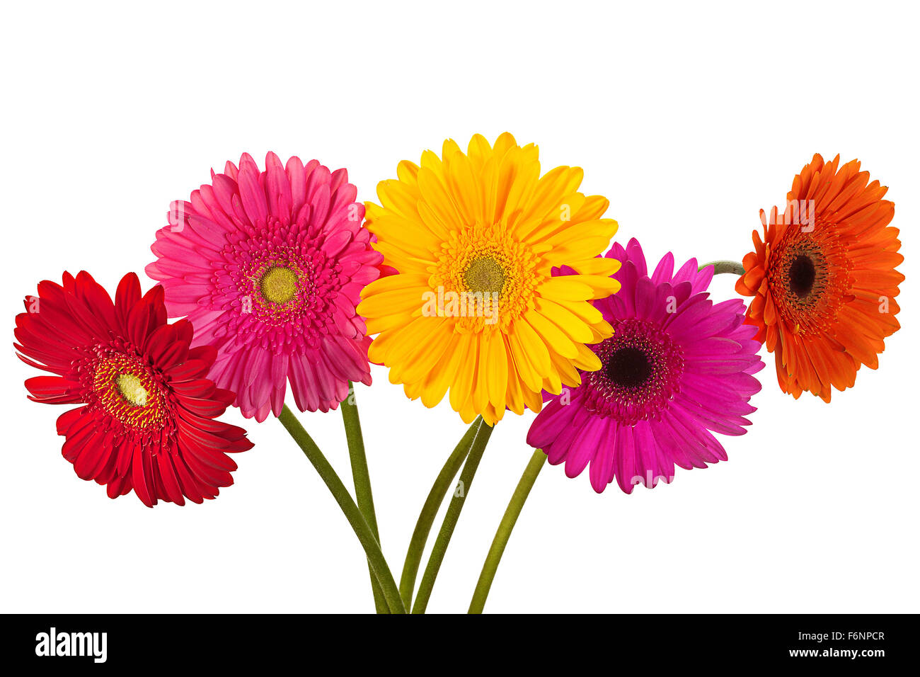 Gerbera flower bouquet isolated on white background Stock Photo