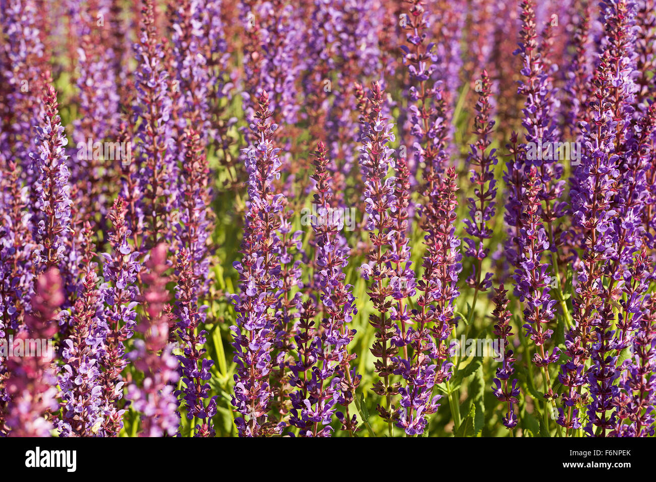 Lamiaceae family violet field herb background Stock Photo