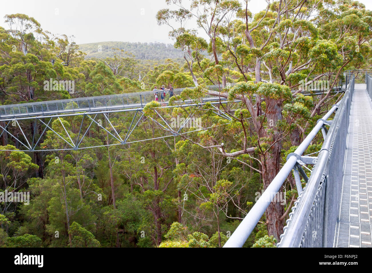 Walpole Tree Walk Western Australia Karri Trees Karri Forest Stock