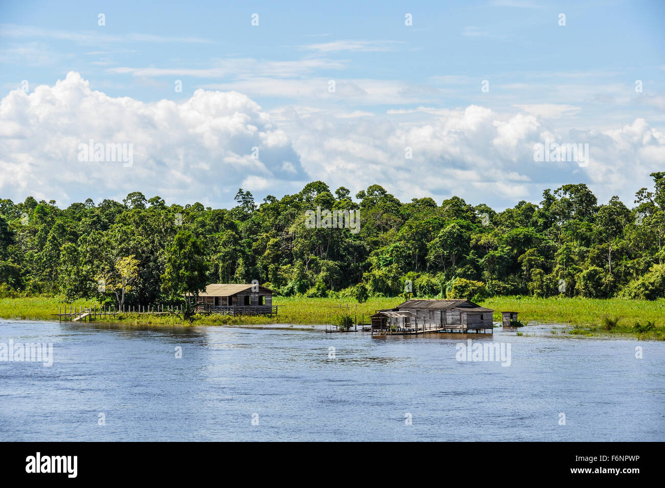 Flooded forest as seen from the boat on the Amazon River in Brazil. Stock Photo