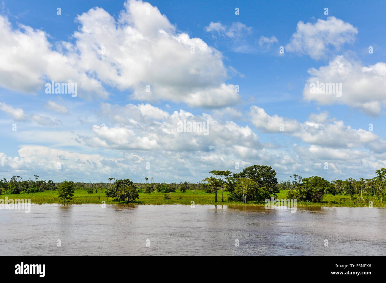 Flooded forest as seen from the boat on the Amazon River in Brazil. Stock Photo