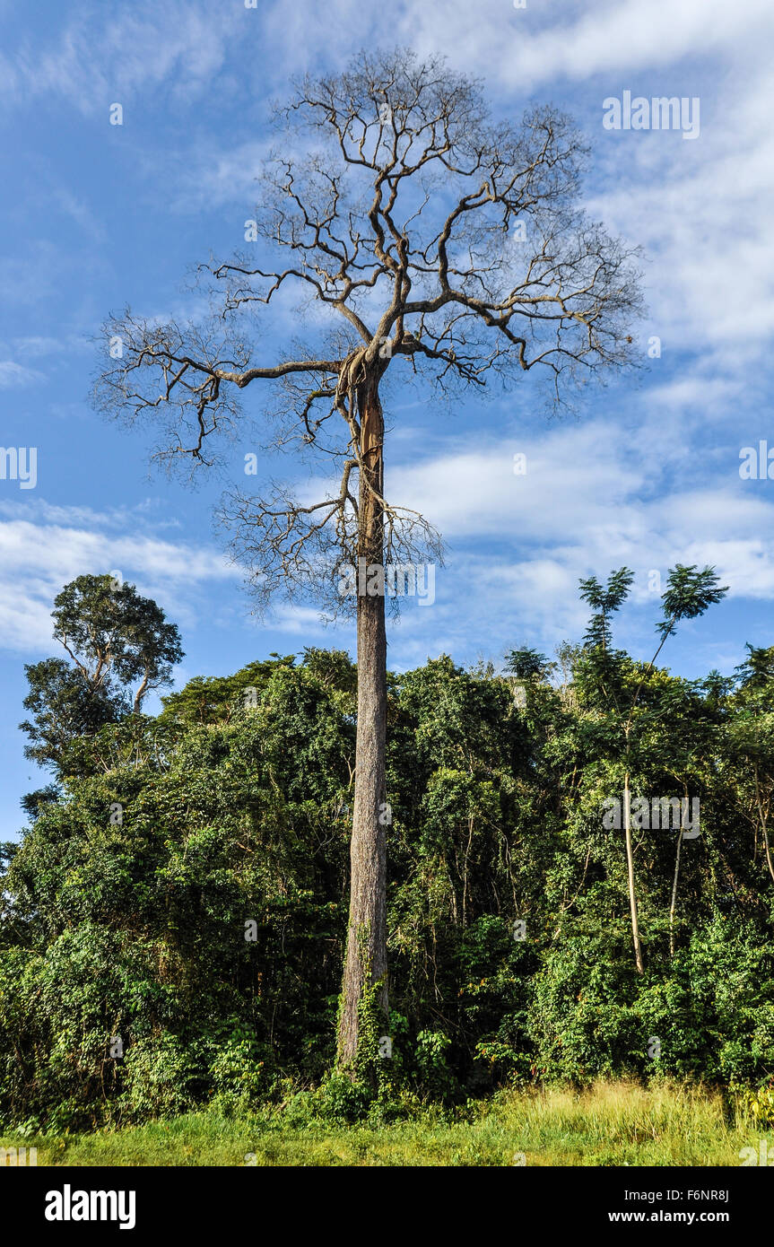 Dead tree in the Amazon Rainforest close to Santarem, Brazil Stock Photo