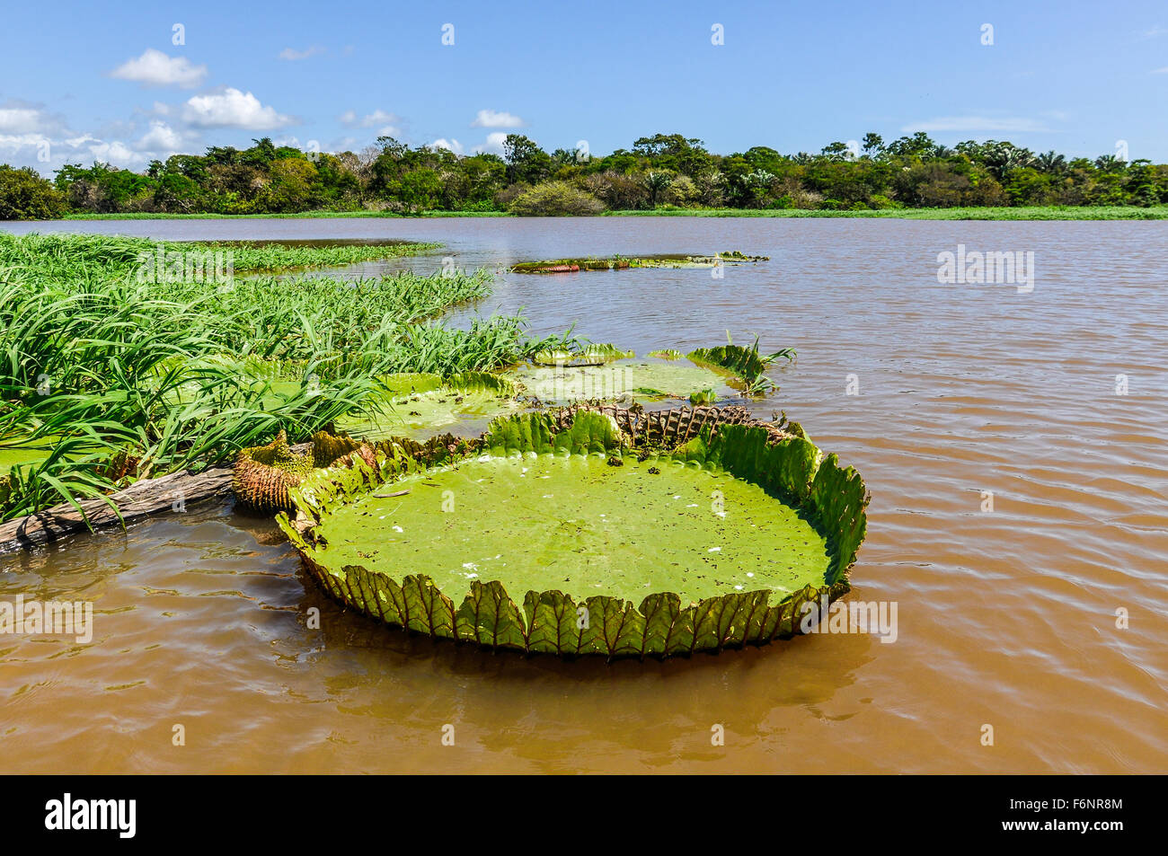 Water lilyin the Amazon Rainforest close to Santarem, Brazil Stock Photo