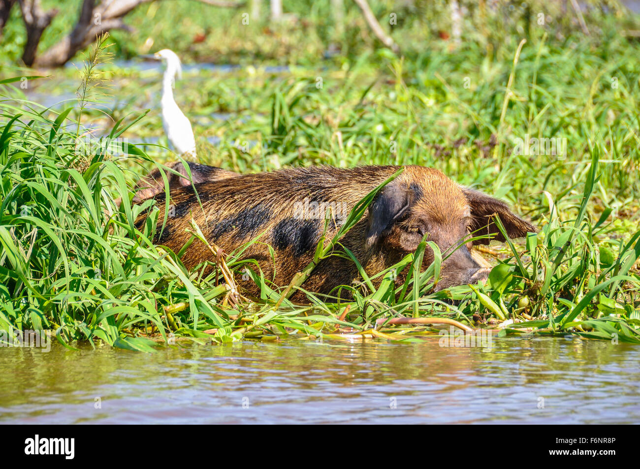 Resting pig in the Amazon Rainforest close to Santarem, Brazil Stock Photo