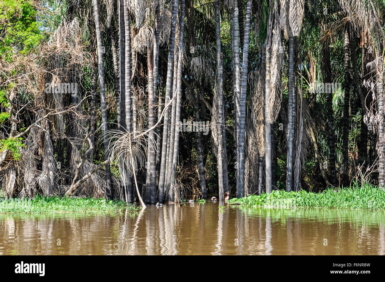 Flooded trees in the Amazon Rainforest close to Santarem, Brazil Stock Photo