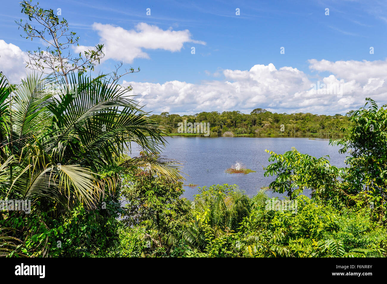 View of the lake in the Amazon Rainforest, close to Manaus, Brazil Stock Photo