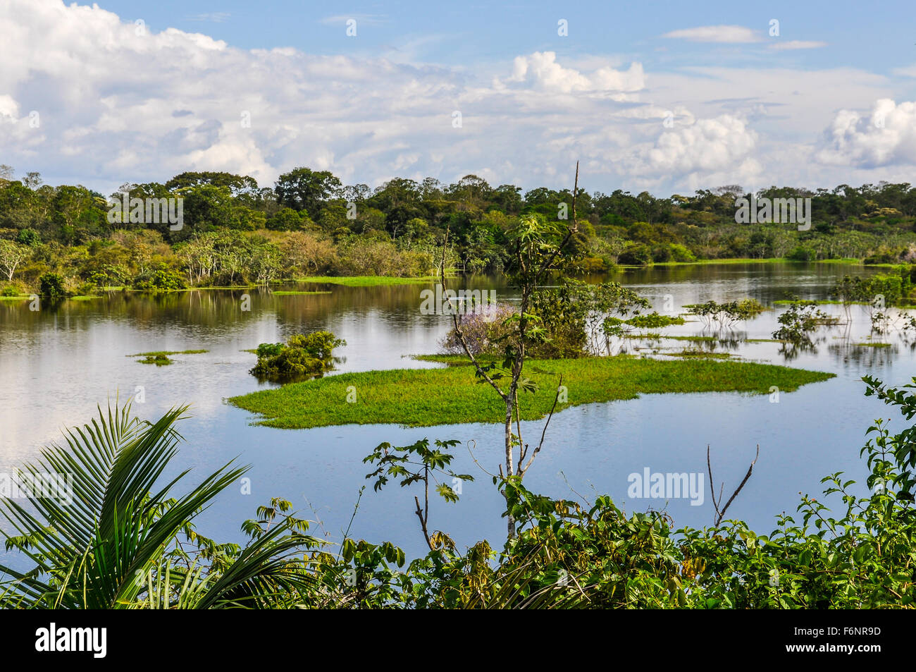 View of the lake in the Amazon Rainforest, close to Manaus, Brazil