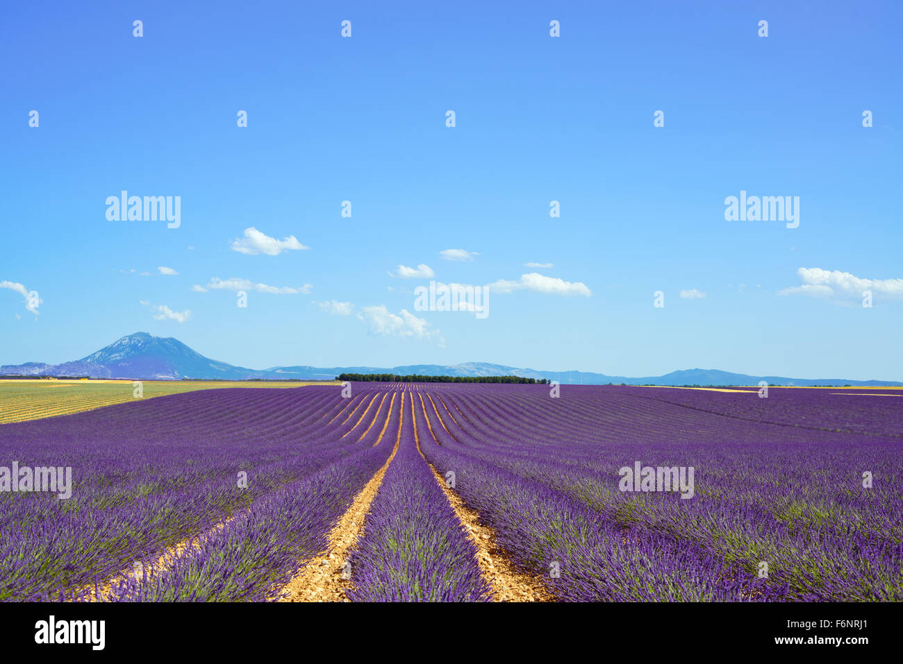 Lavender flower blooming scented fields in endless rows and trees on background. Landscape in Valensole plateau, Provence, Franc Stock Photo