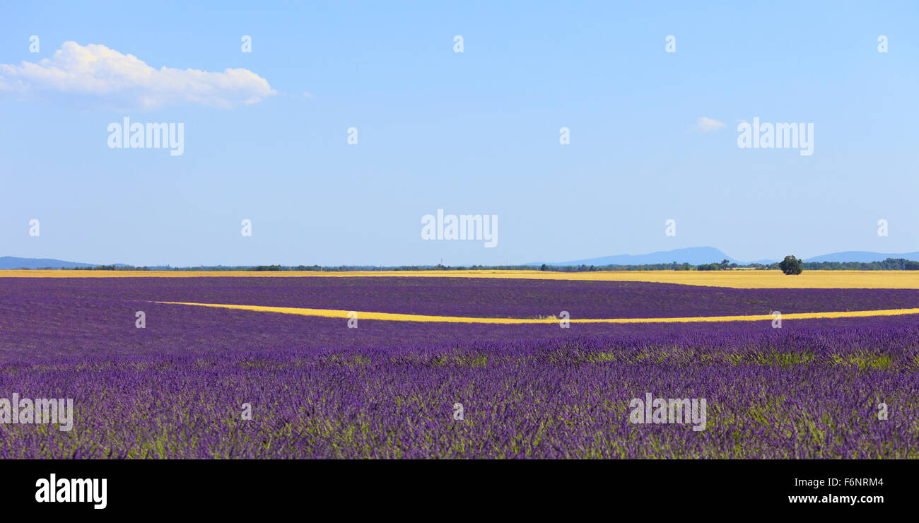 Lavender flowers blooming field, wheat lines and trees. Panoramic photography in plateau de Valensole, Provence, France, Europe. Stock Photo