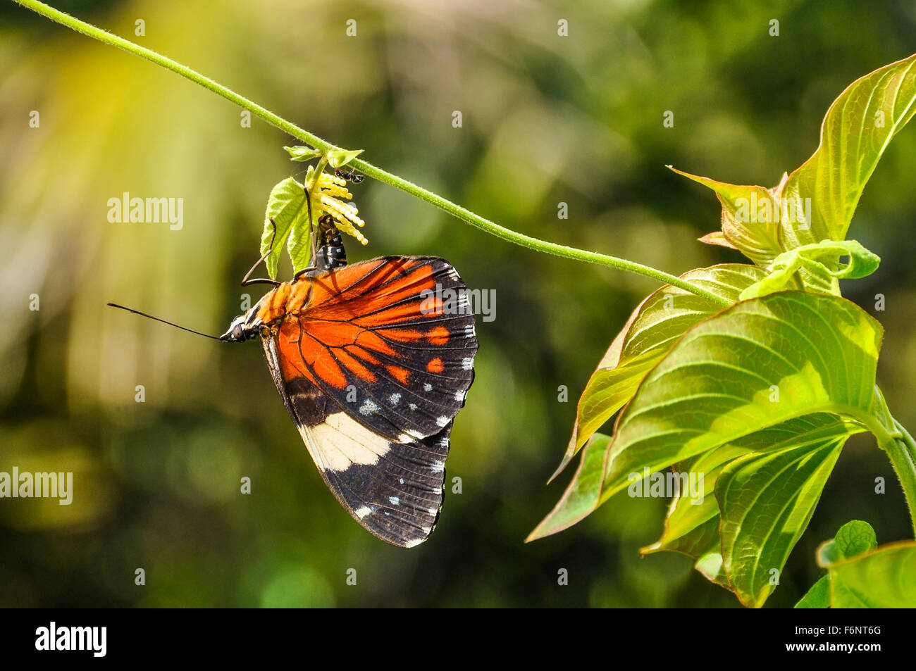 Colorful butterfly in the Amazon Rainforest, close to Manaus, Brazil Stock Photo