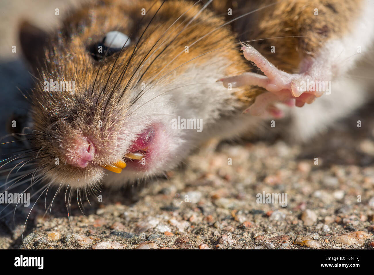 Closeup of dead mouse on ground Stock Photo
