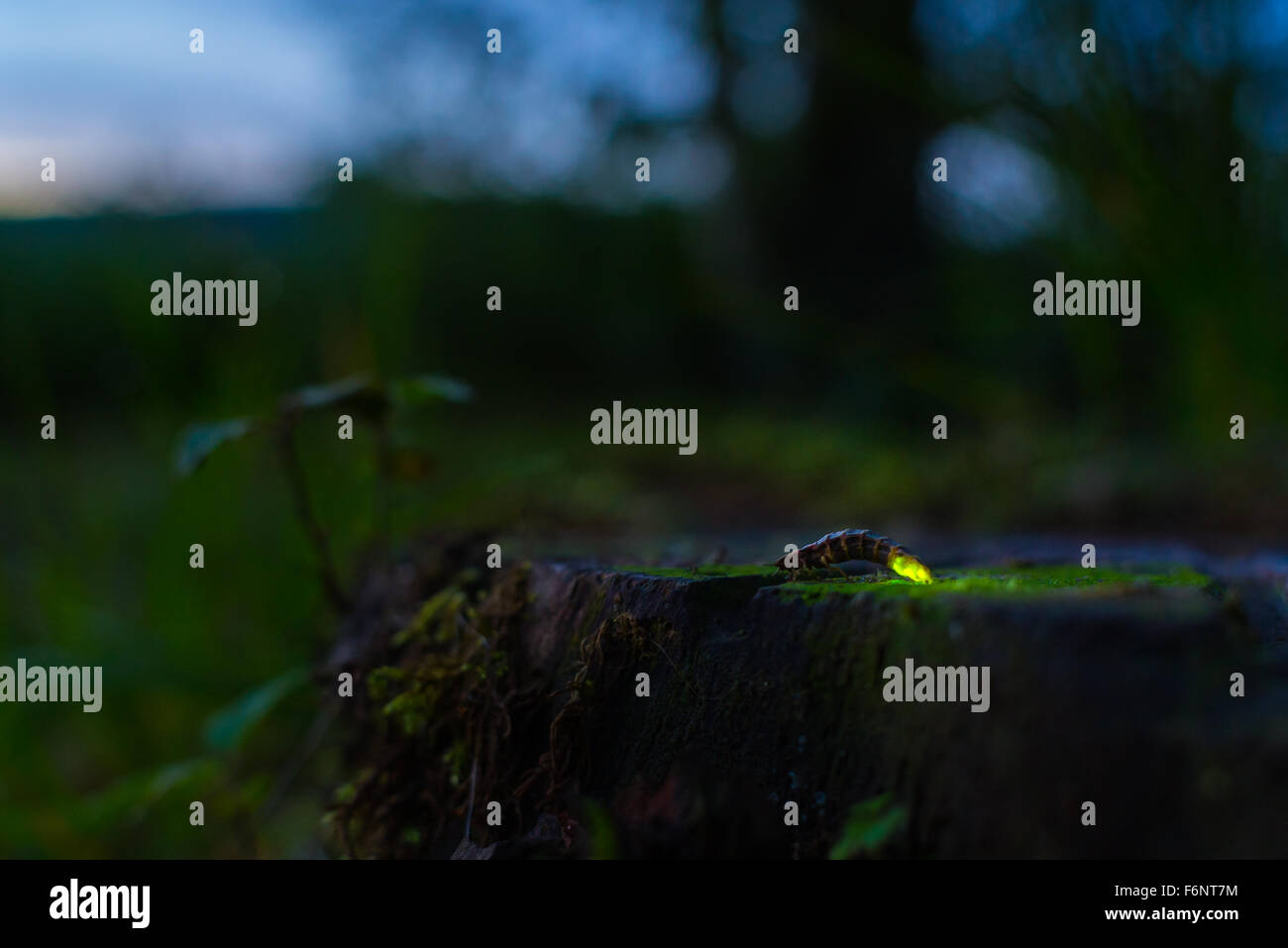 Single glowworm on tree stump in summer night Stock Photo