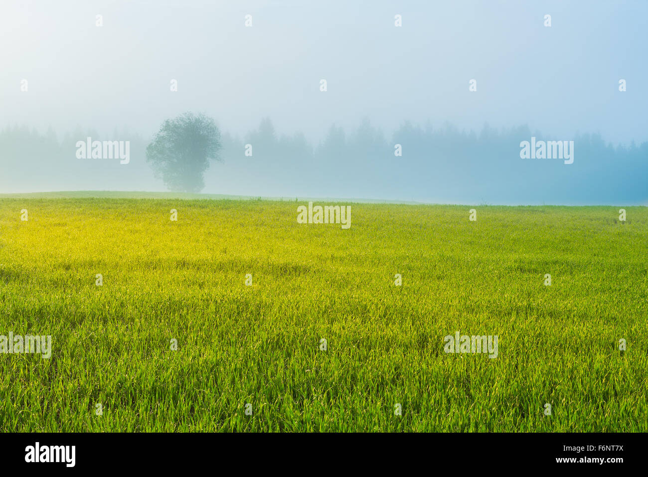 Misty field and single tree in countryside at the dawn Stock Photo
