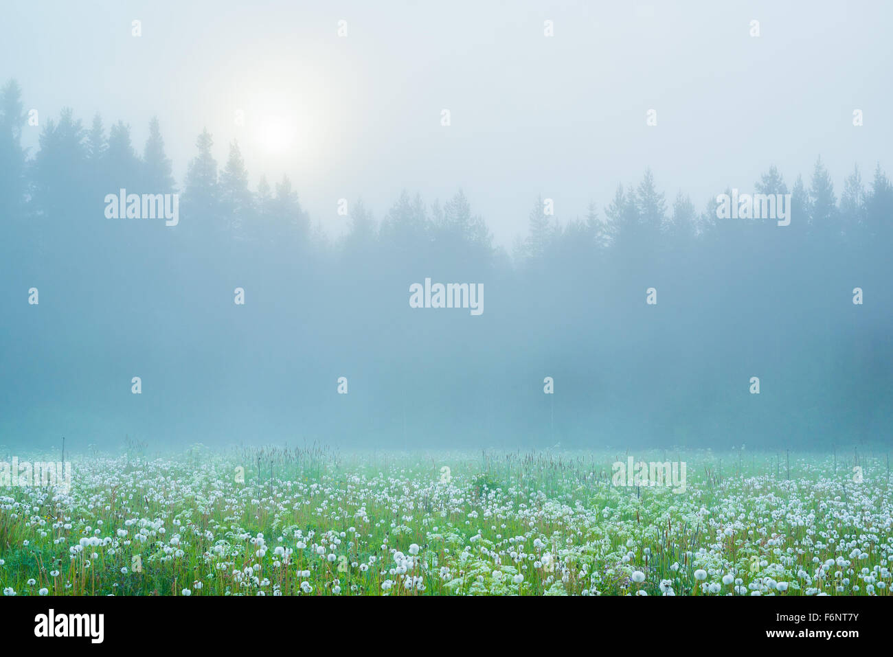 Misty summer meadow at the dawn Stock Photo