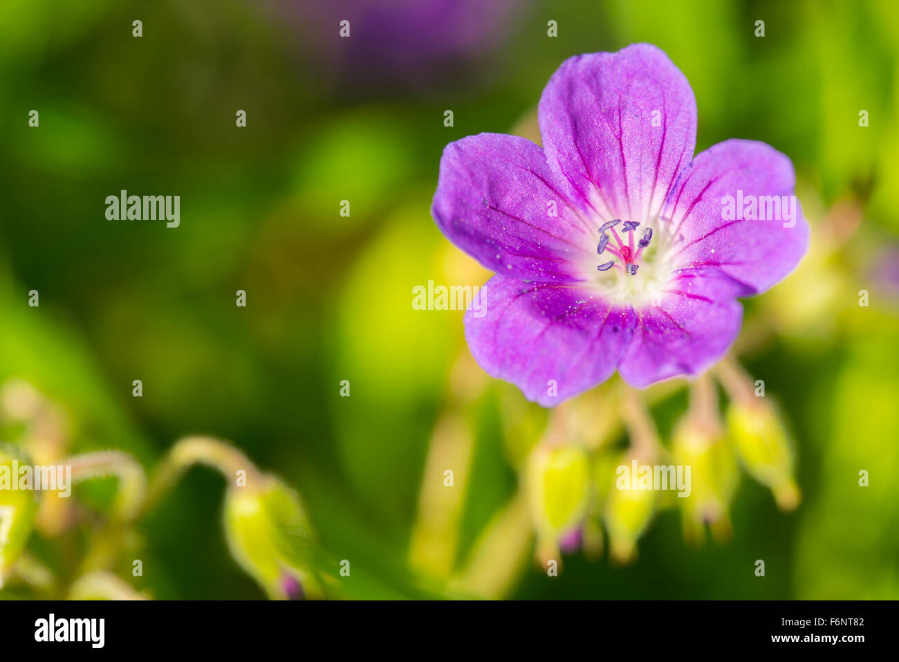 Closeup of single purple flower in meadow Stock Photo
