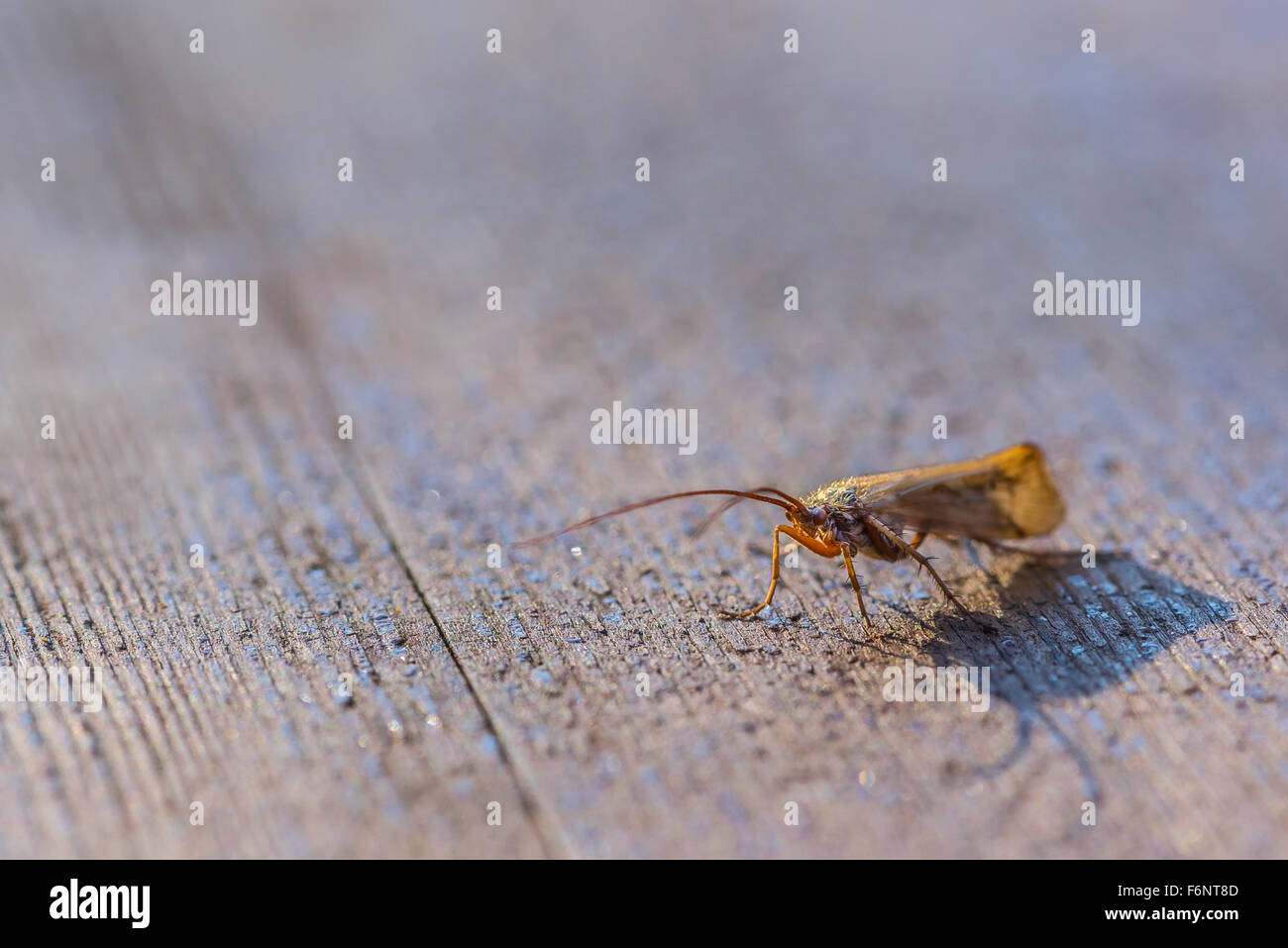 Single winged insect on wooden table Stock Photo