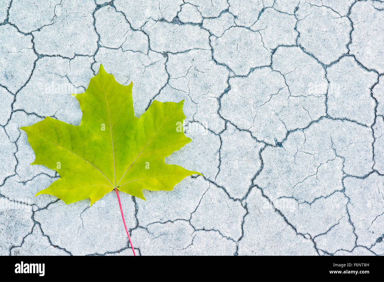 Light green maple leaf on cracked surface Stock Photo