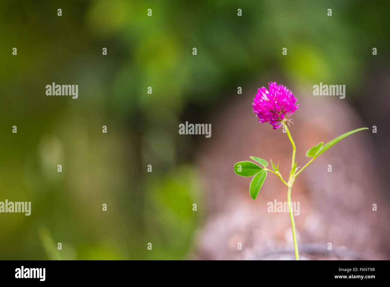 Single purple clover flower in sunny summer daylight Stock Photo