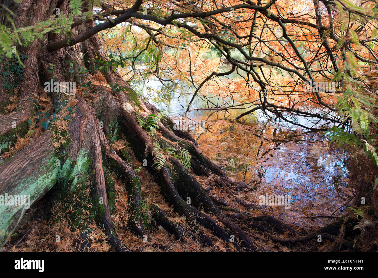 Metasequoia glyptostroboides. Dawn Redwood tree in autumn at RHS Wisley Gardens, Surrey, England Stock Photo