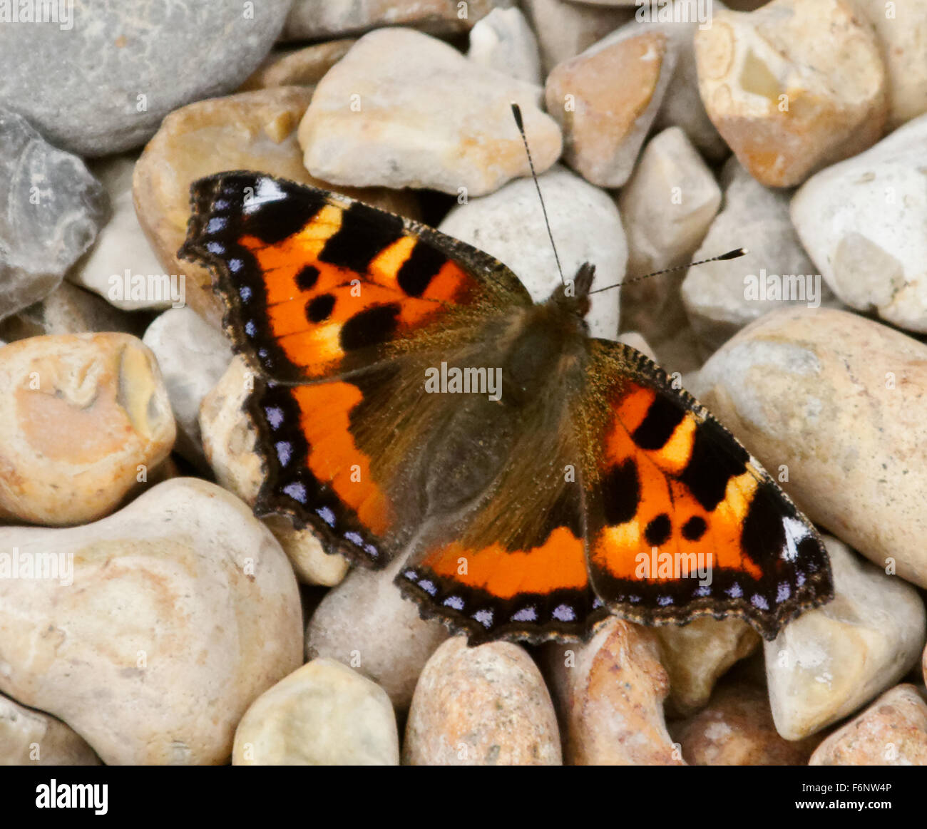 butterfly full wing span Stock Photo