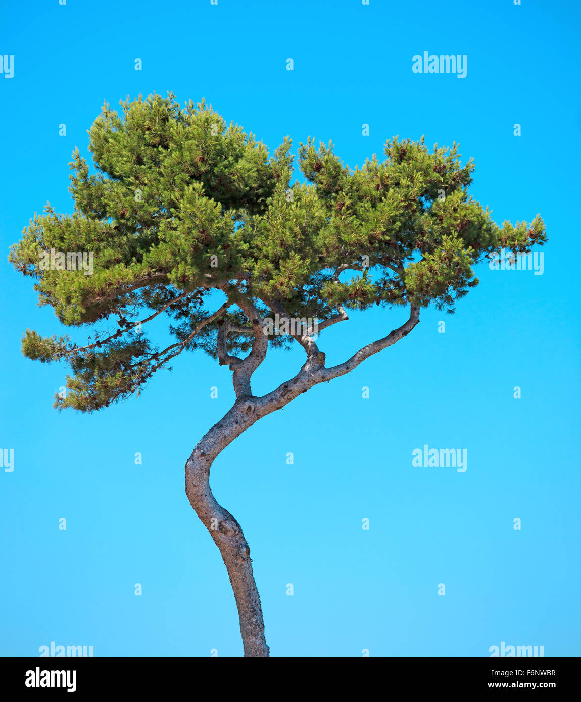 Maritime Pine curved tree, Pinus Pinaster mediterranean plant, isolated on blue sky background. Juan les Pins, Provence, France. Stock Photo