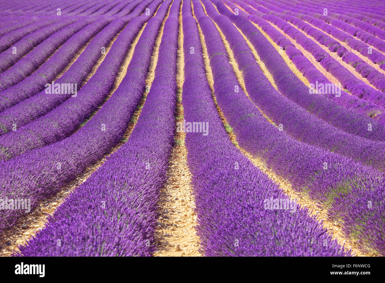Lavender flower blooming fields in endless rows as a pattern or texture. Landscape in Valensole plateau, Provence, France, Europ Stock Photo