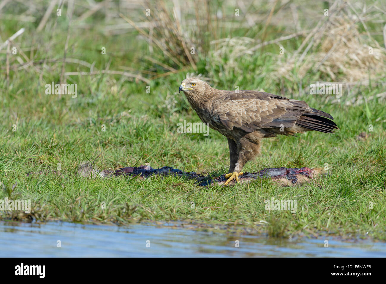 Weiblicher Schreiadler, Aquila pomarina, Female Lesser Spotted Eagle ...