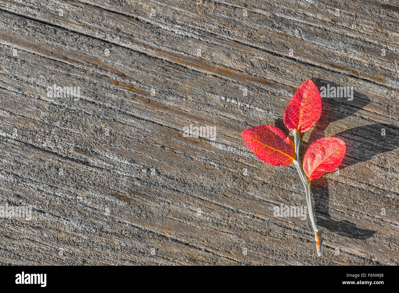 Red autumn colored blueberry shrub on wood Stock Photo