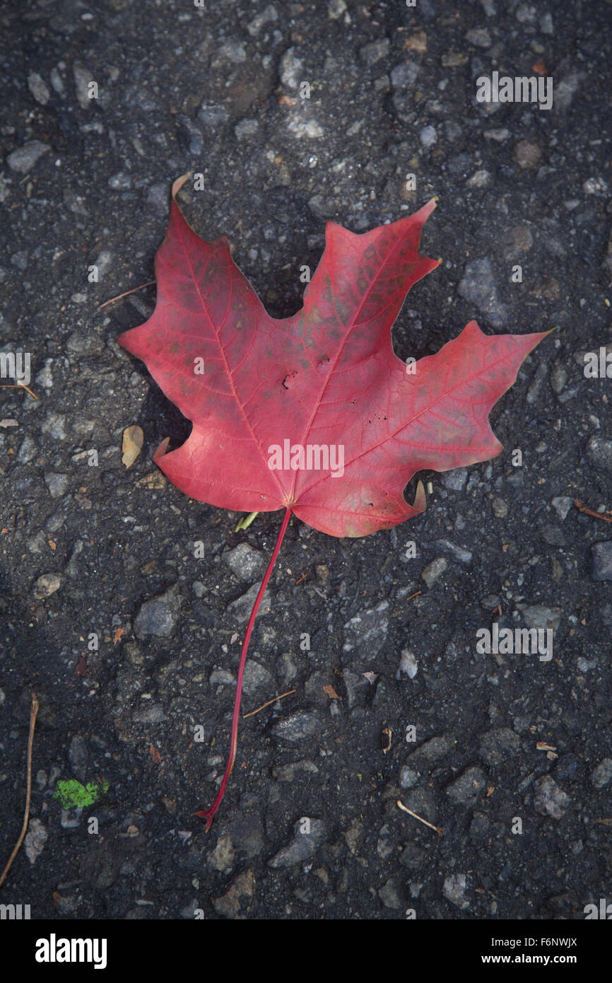 Red fallen leaf hi-res stock photography and images - Alamy