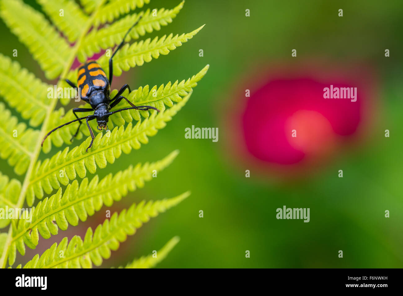 Closeup of long horn beetle on fern leaf Stock Photo