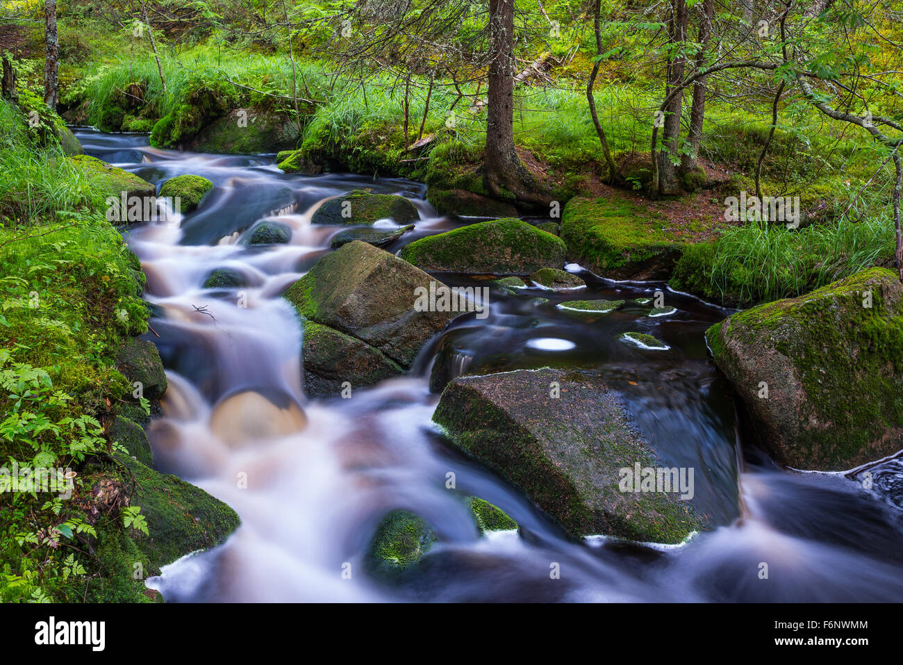 Wild little stream in summer forest Stock Photo
