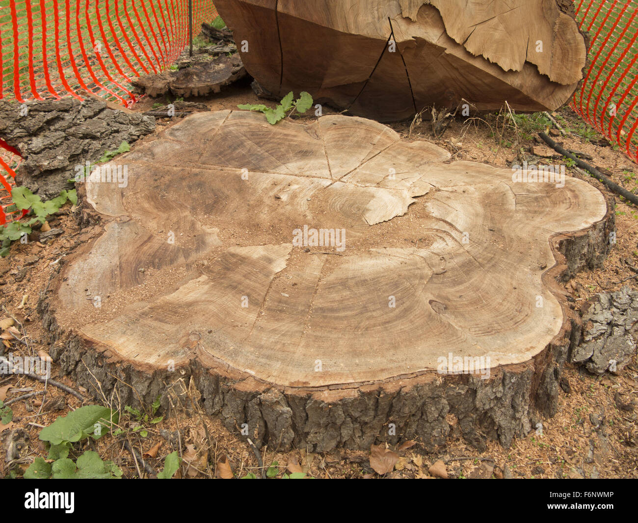 Tree stump of an Elm tree cut down in Prospect Park, Brooklyn, NY. Stock Photo