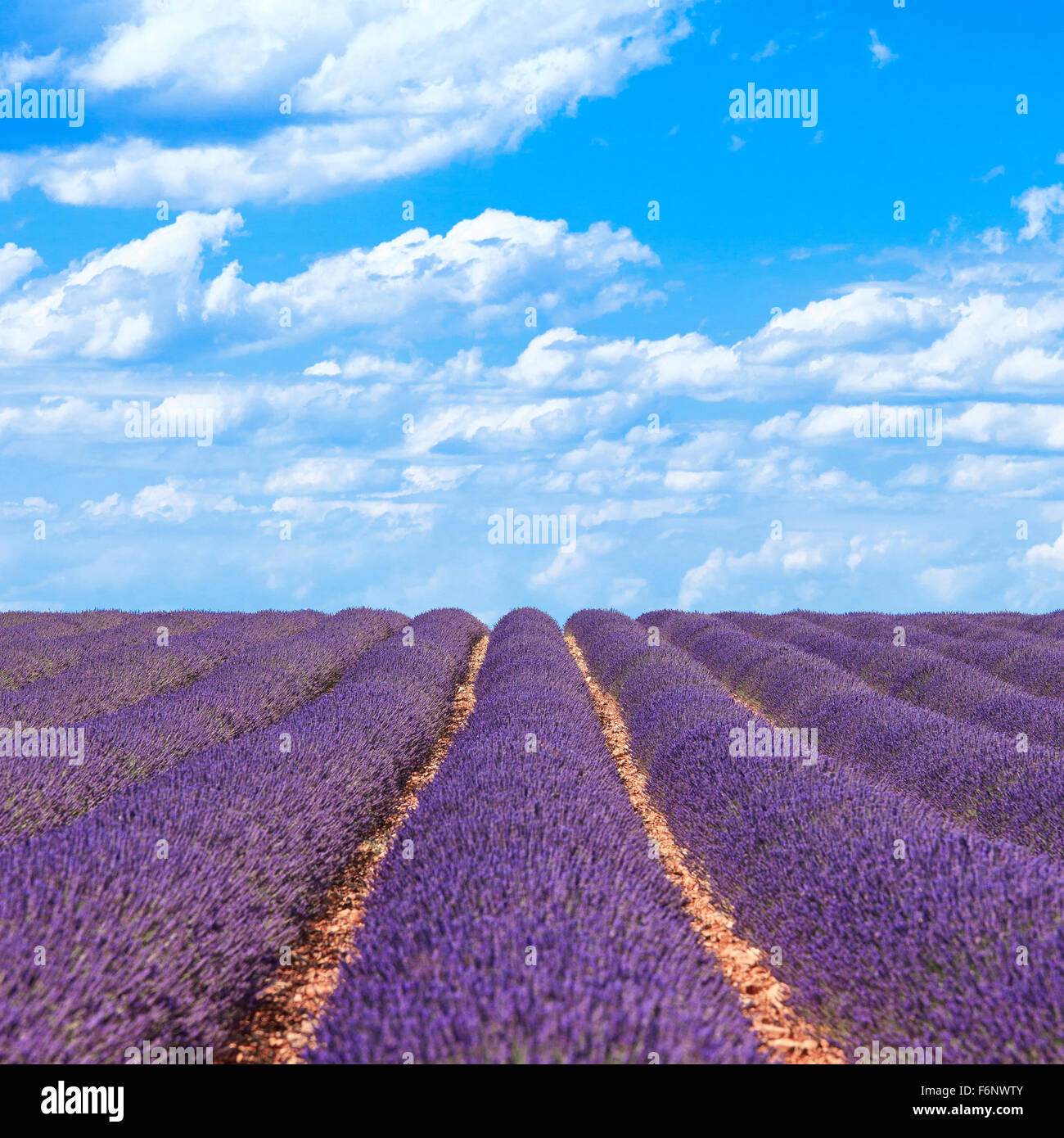 Lavender flower blooming scented fields in endless rows and a blue cloud sky. Landscape in Valensole plateau, Provence, France, Stock Photo