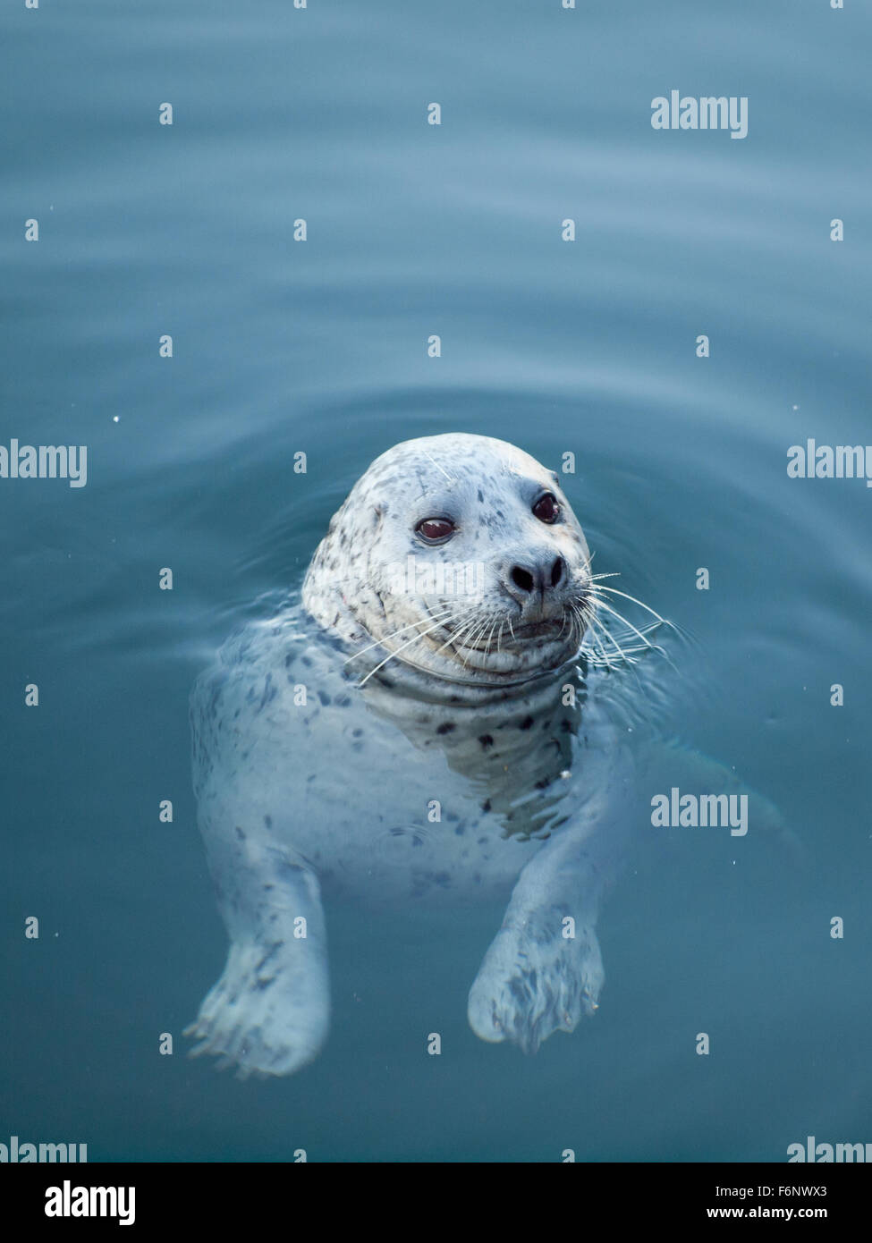 A wild harbour seal (harbor seal) at Fisherman's Wharf in Victoria, British Columbia, Canada. Stock Photo